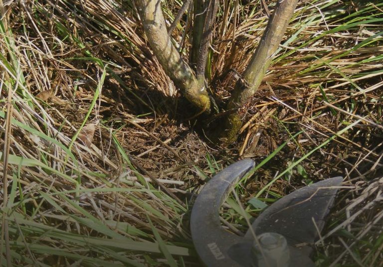 How to Cut Broom • Broombusters Cut Broom in Bloom, Vancouver Island